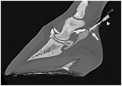 Computed tomographic evaluation of the proximity of needles placed for perineural anesthesia of the palmar digital nerves to synovial structures in the foot: an ex vivo study
